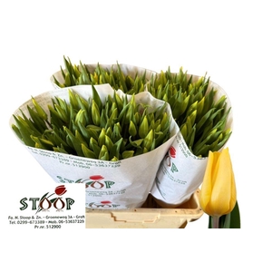 Tulipa si strong gold