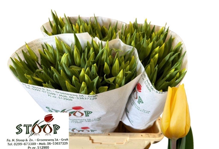 <h4>Tulipa si strong gold</h4>