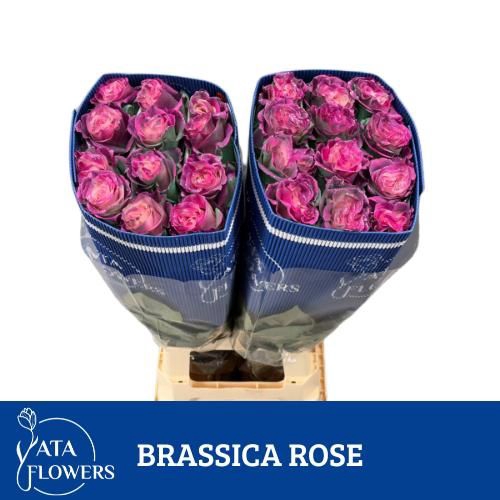 <h4>R Gr Klb Brassica Rose ATA</h4>