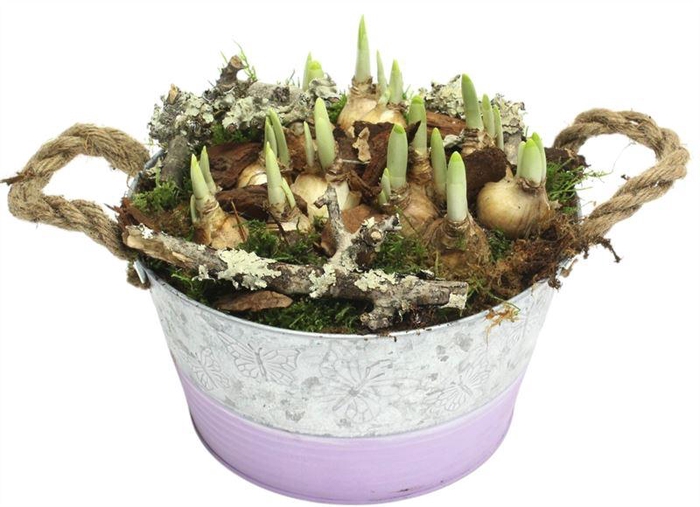 0361 ZINK VLINDER TETE