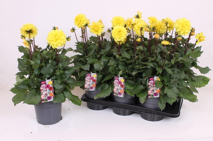 <h4>DAHL D LAB GR YELLOW</h4>