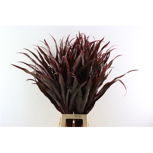 Cordyline Pluma De Indio
