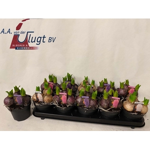 HYACIN PEAR GEM 3 KL