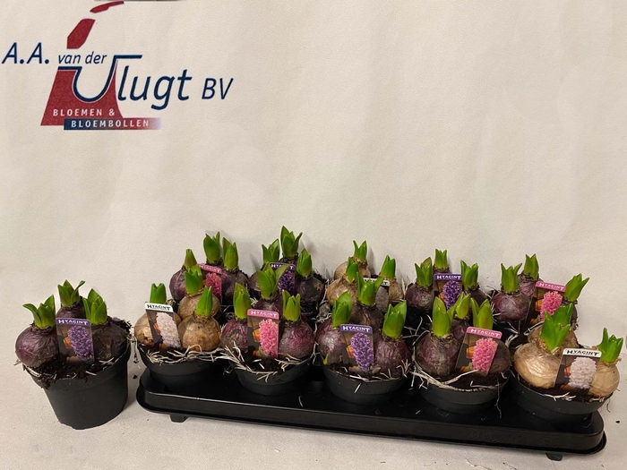 <h4>HYACIN PEAR GEM 3 KL</h4>