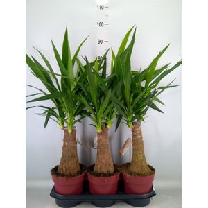 Yucca elephantipes   ...