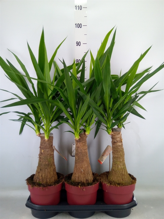 <h4>Yucca elephantipes   ...</h4>