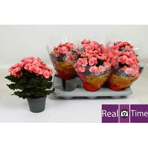 BEG DU MO 2 JOY PINK