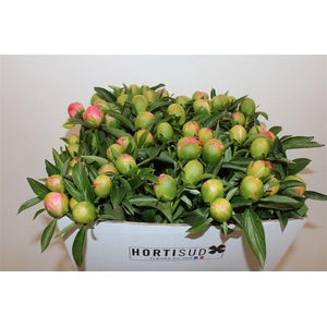 Paeo L Pink Hawaiian Coral