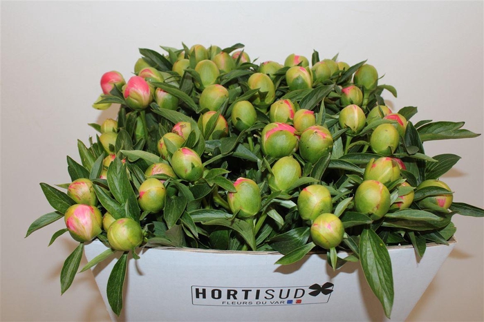 <h4>Paeo L Pink Hawaiian Coral</h4>