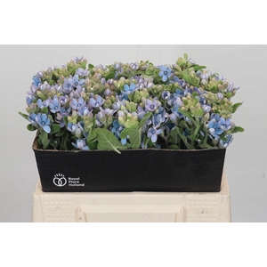 Oxypetalum Tweedia Blue