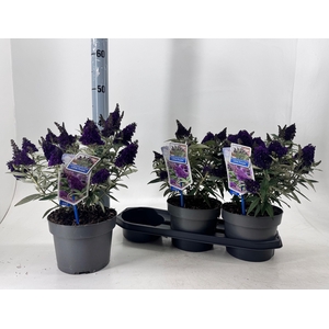 BUDD BFC LITT PURPLE