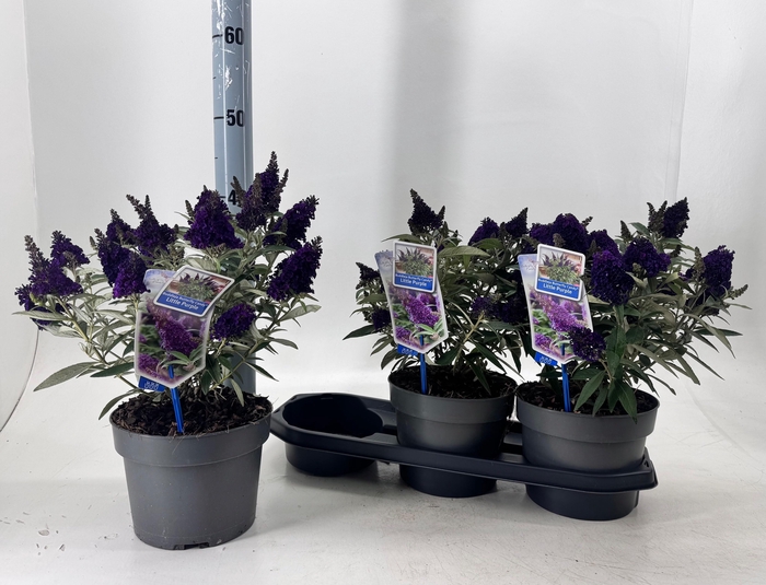 <h4>BUDD BFC LITT PURPLE</h4>