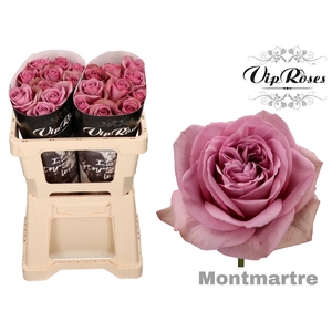 R GR MONT MARTRE+ x 20