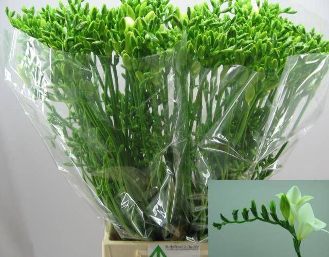 <h4>Freesia enk Diamond River</h4>