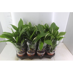 SPATHIPHYLLUM 3 FLORES P15 MIN 3 HT COM FLOR