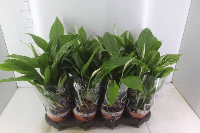 <h4>SPATHIPHYLLUM 3 FLORES P15 MIN 3 HT COM FLOR</h4>