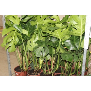 MONSTERA DELICIOSA P23