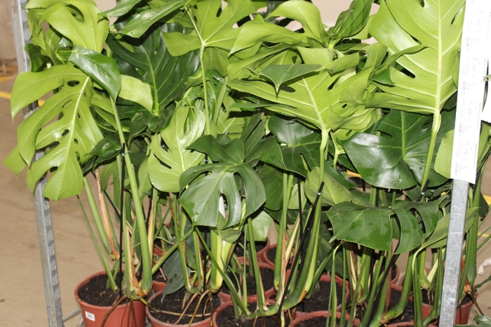 <h4>MONSTERA DELICIOSA P23</h4>