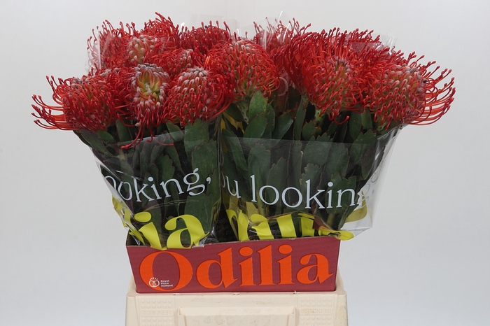 <h4>Nutans Ayoba Red</h4>