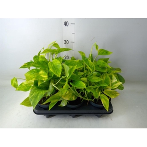 Epipremnum pinn. 'Hicolor'