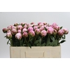 Paeonia Sarah Bernhardt
