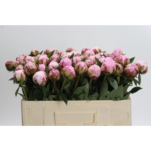 Paeonia Sarah Bernhardt