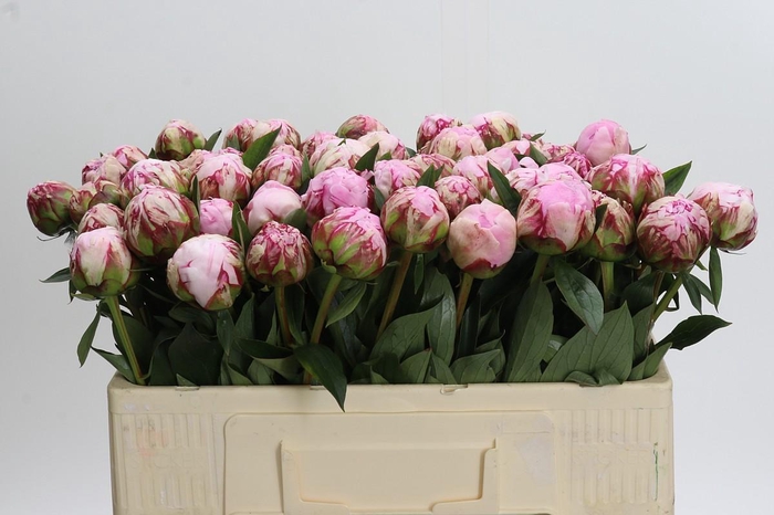 Paeonia Sarah Bernhardt