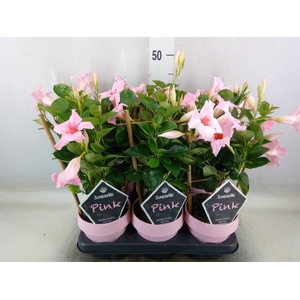 Mandevilla  'Sundavil Cream Pink'