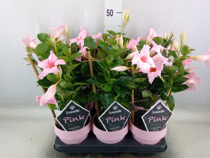 <h4>Mandevilla  'Sundavil Cream Pink'</h4>