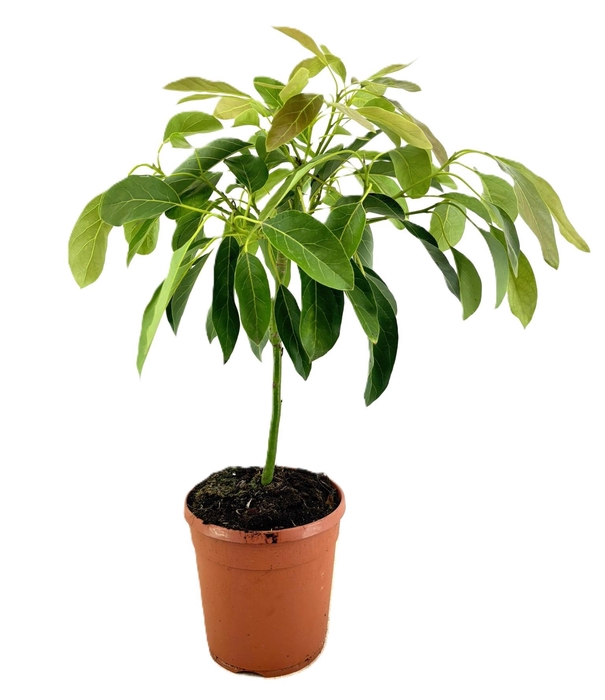 <h4>Persea americana</h4>