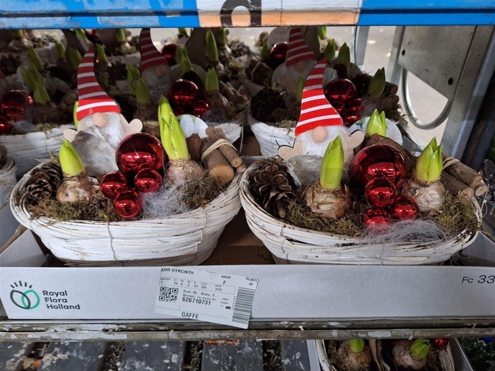 <h4>Arr Hyacinth</h4>