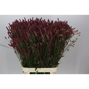 Sanguisorba Cangs Cranberry