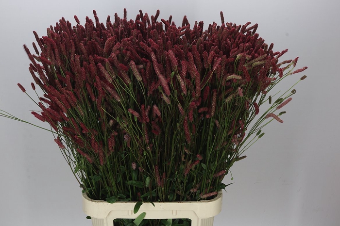 <h4>Sanguisorba Cangs Cranberry</h4>