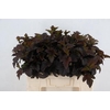 PHYSOCARPUSBLAD D. ROOD 060CM
