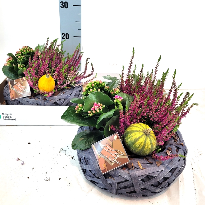 <h4>ARR TUINPLANTEN</h4>