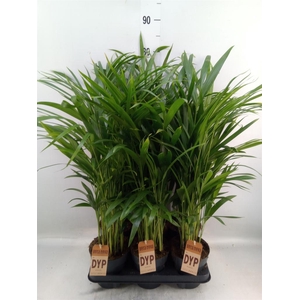 Dypsis lutescens   ...Chrysalidoca