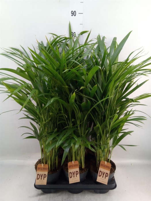 <h4>Dypsis lutescens   ...Chrysalidoca</h4>