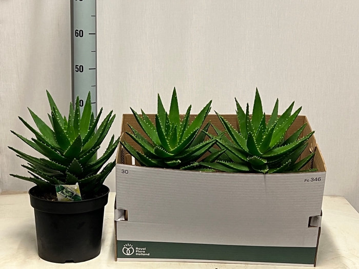 <h4>ALOE PERFOLIATA</h4>