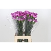 Dianthus St Royal Damascus