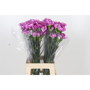 Dianthus St Royal Damascus