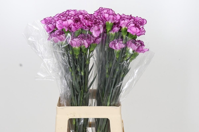 <h4>Dianthus St Royal Damascus</h4>