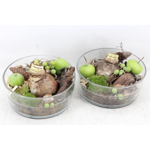 arr4 Amaryllis MB - Glas cilinder dik