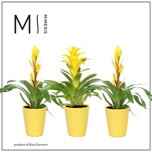 Mimesis Bromelia Yellow - 13 cm in Florence
