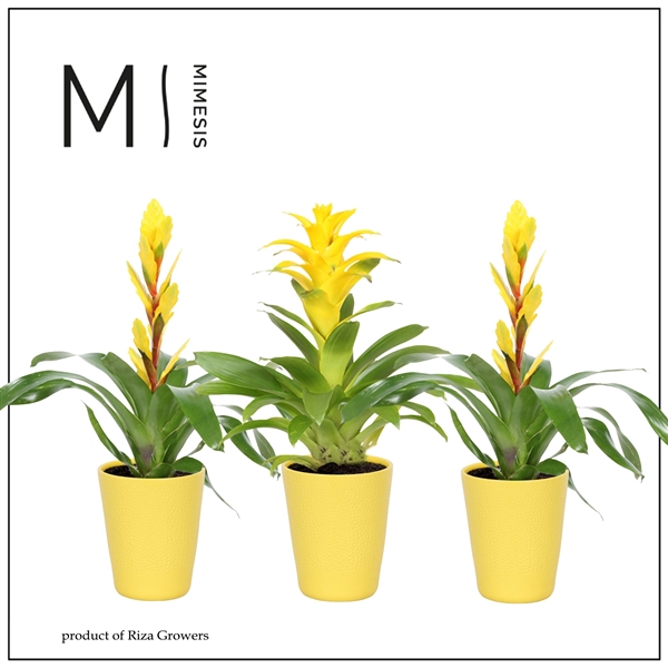 <h4>Bromelia Yellow - 13cm in Florence | Mimesis</h4>