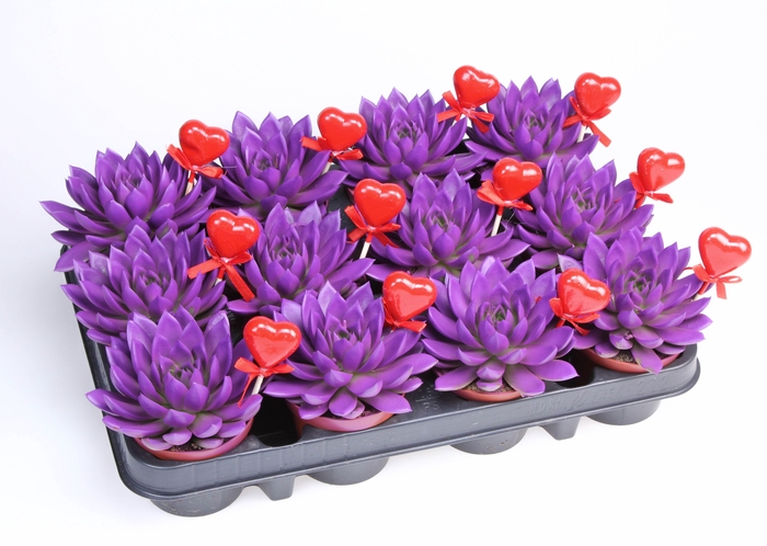 Miranda paars + hartje