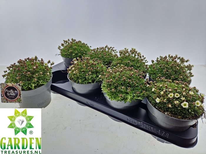 arr8 Saxif Arendsii White