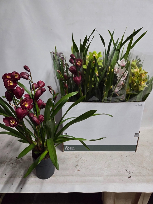 <h4>CYMB GEMENGD</h4>