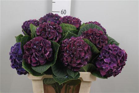 <h4>Hydr M Royal King</h4>