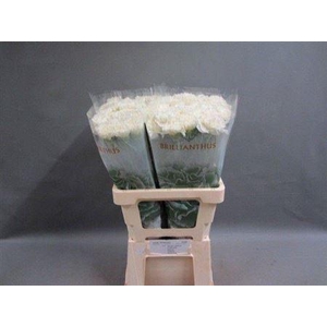 Di St White Liberty Hollandse