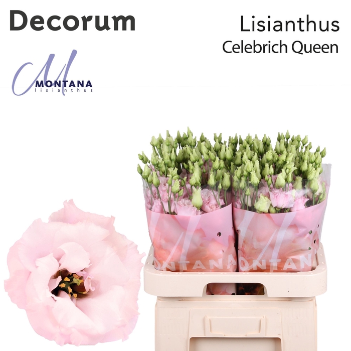 <h4>Lisianthus Celebrich queen 70cm</h4>